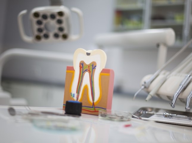 Model of a tooth showing the inner layers